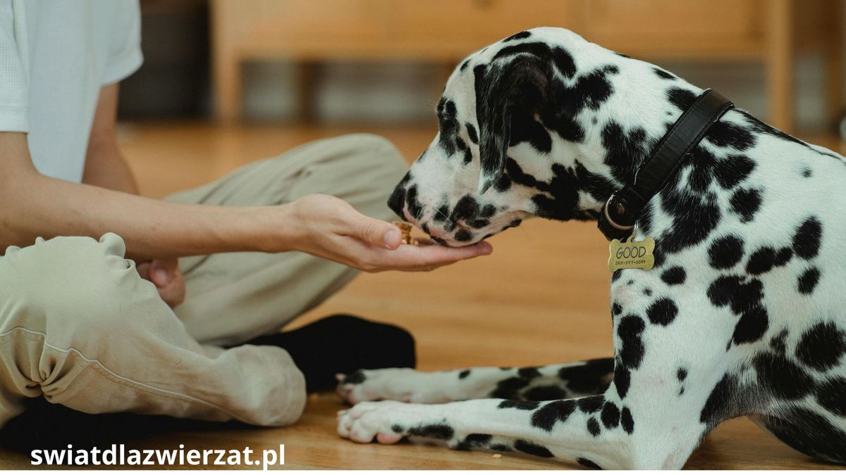 jakie suplementy diety dla psów