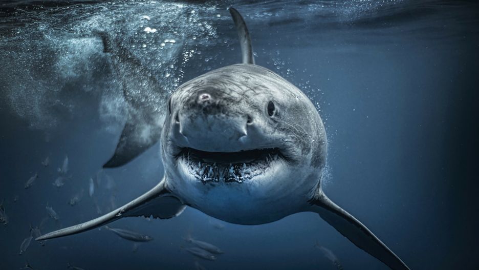 ?ar?acz bia?y pozuje nurkowi
GUADALUPE ISLAND, MEXICO: A DIVER was stunned to encounter a shark with an impressive ripped six pack that a star famous for his midriff like Chris Hemsworth would be proud of. One photo shows the curious great white shark, which weighs around 3,000-pounds, investigating the diver's cage, sticking its nose between the bars to get a better look. Another of the photos shows the agile shark on the lookout for its lunch, eyes fixed on the shoal of fish passing in front of it before it flaunts its ripped abs as it shoots towards the surface of the water. The pictures were taken by photographer Rodney Bursiel, who captured the images on various trips to Guadalupe Island, Mexico using a Nikon D850 camera in an Ikelite housing. mediadrumimages/RodneyBursiel
mediadrumimages/RodneyBursiel