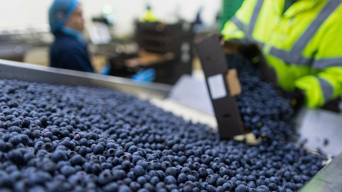 Problemy z polskimi borówkami w Holandii