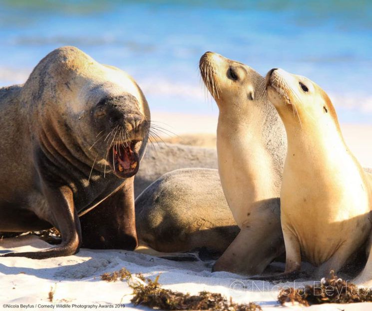 Najśmieszniejsze zwierzęta w konkursie Comedy Wildlife Photography Awards 2019 3