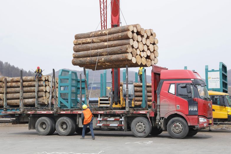Wysyłamy do Chin rekordowe ilości drewna. "Wszyscy na tym tracą"