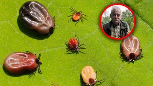 Najlepszy sposób na kleszcze. Patent leśników