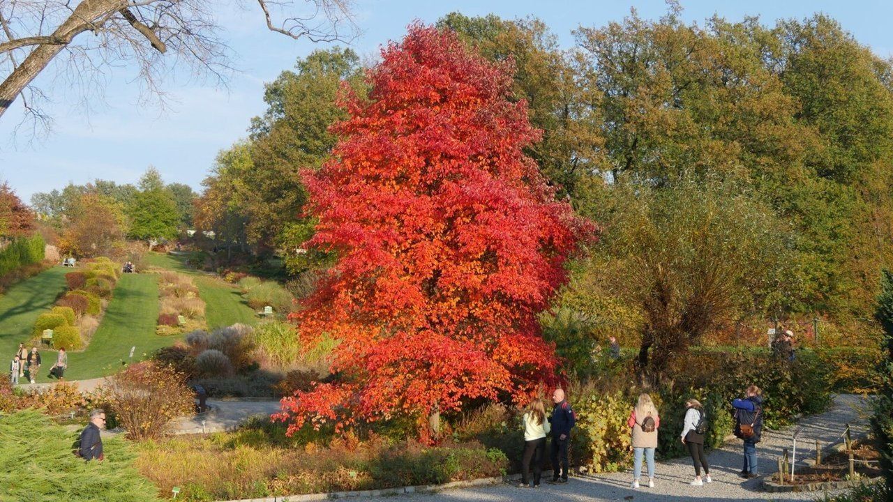 Zakończenie sezonu w Arboretum Wojsławice