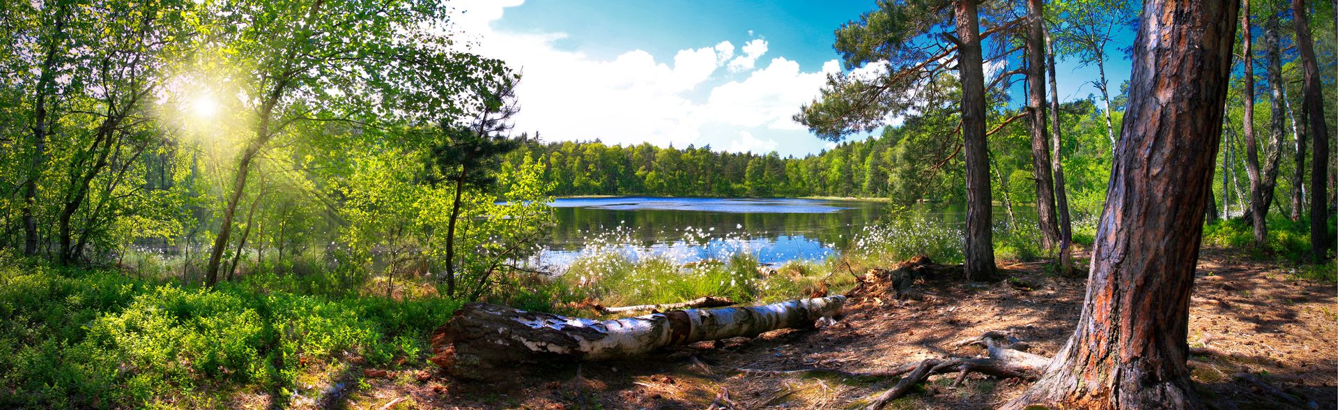 las, panoramiczny, drzewo, jezioro, poranek, natura, trawa, krajobraz, park, przyroda