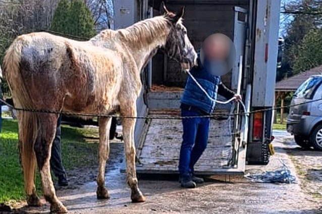 Policja odebrała siedem zaniedbanych koni ich właścicielowi