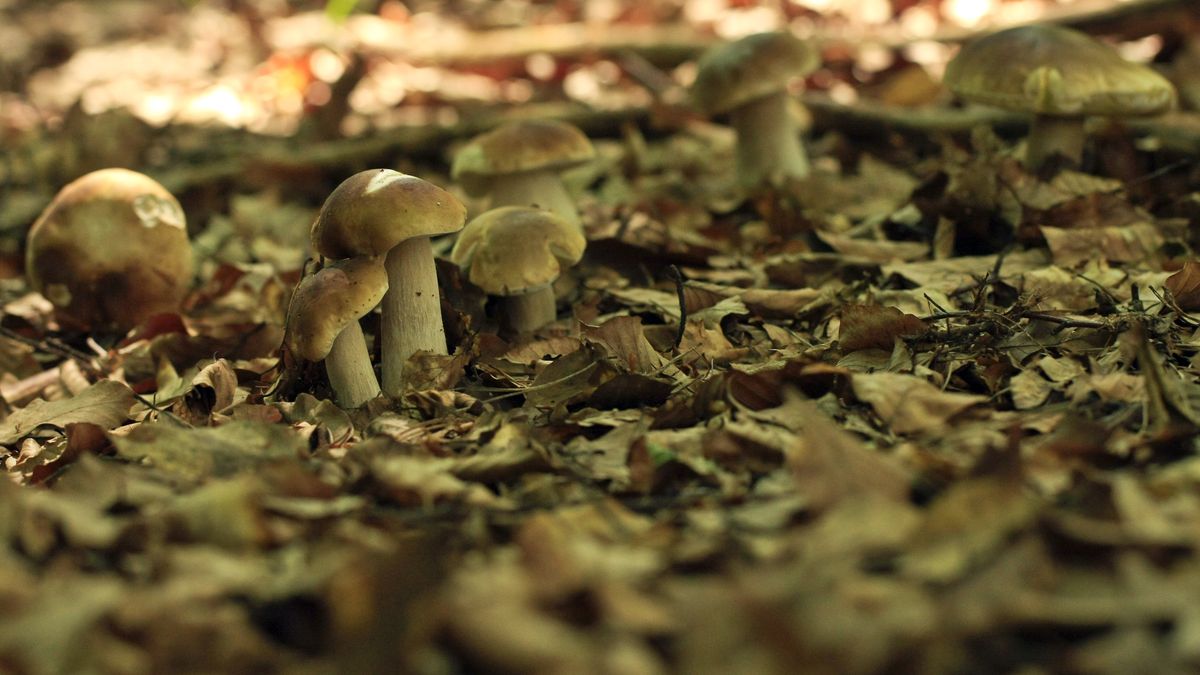 Wysyp grzybów w całym kraju