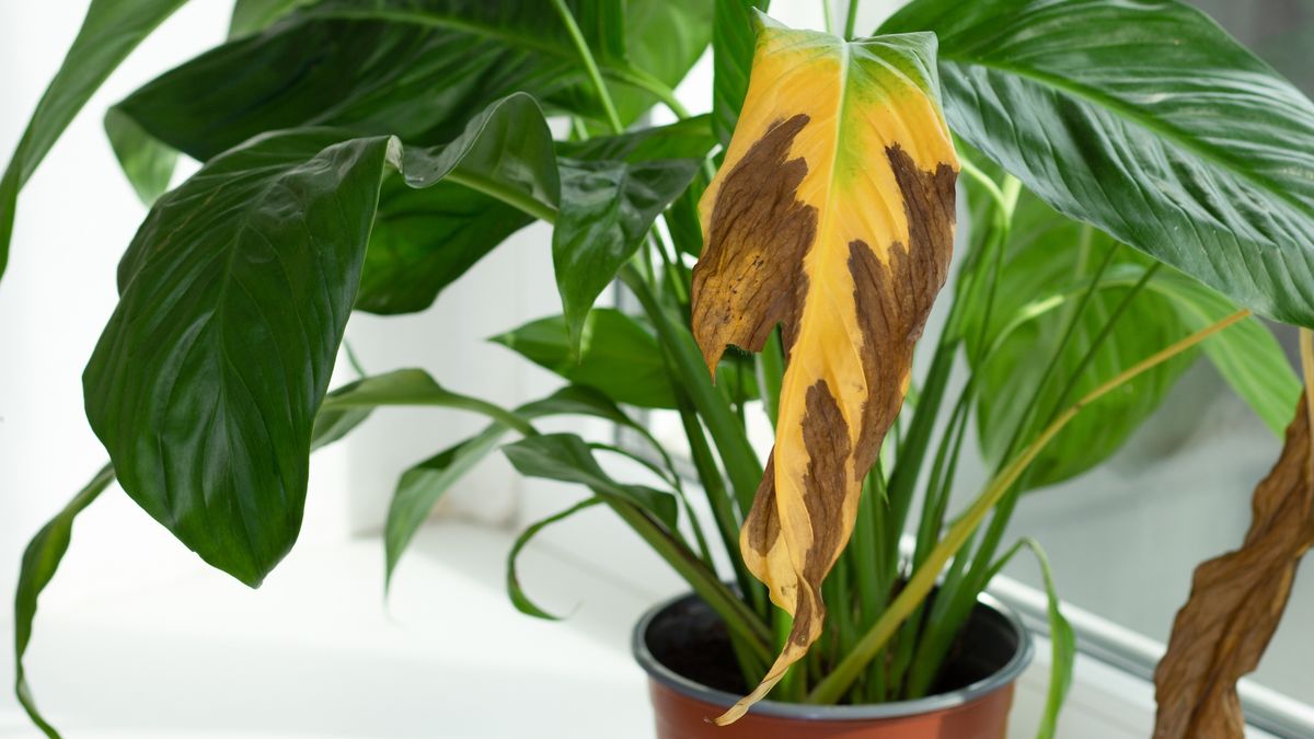 Yellow brown dry spathiphyllum leaf
Yellow brown dry damaged leaf of Spathiphyllum or Peace Lily Plant
Tatiana Foxy
color, lush, spot, foliage, crisp, totally, spath, housepot, woman happiness