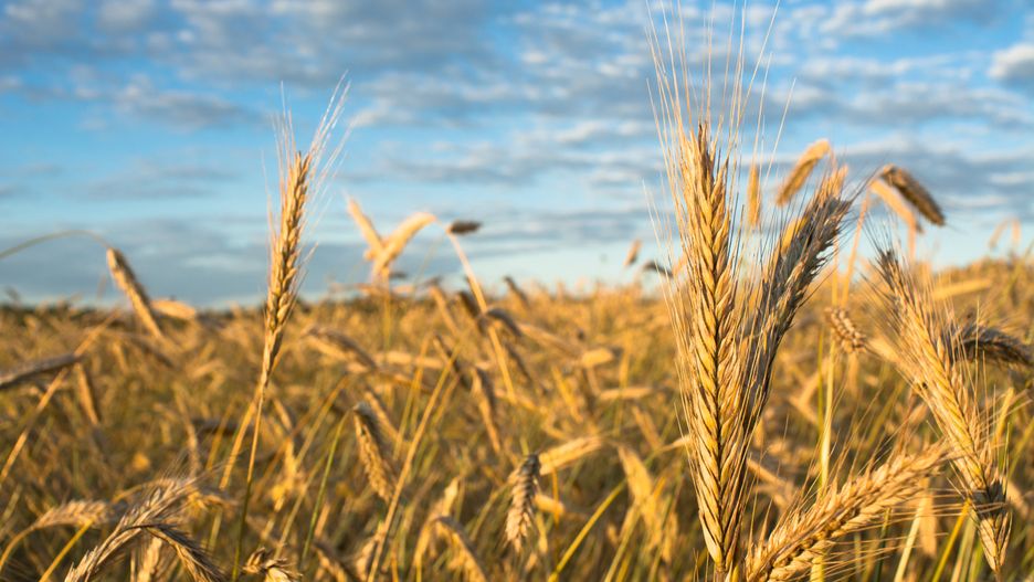 Dożynki powiatu malborskiego z Mają Hyży jako muzyczną gwiazdą.