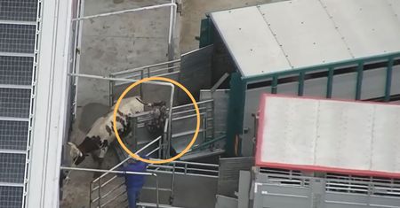 Horror w ubojni bydła. Bite i targane po ziemi krowy. Wyciekło nagranie