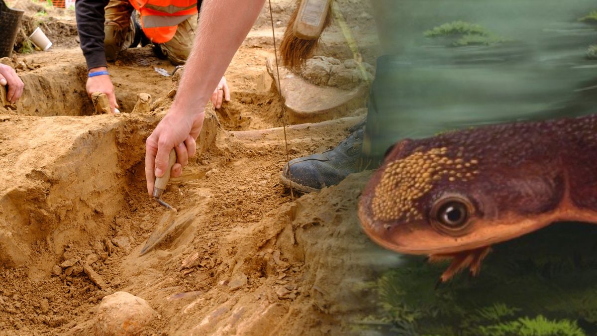  Zidentyfikowano przodka salamandry sprzed 150 mln lat