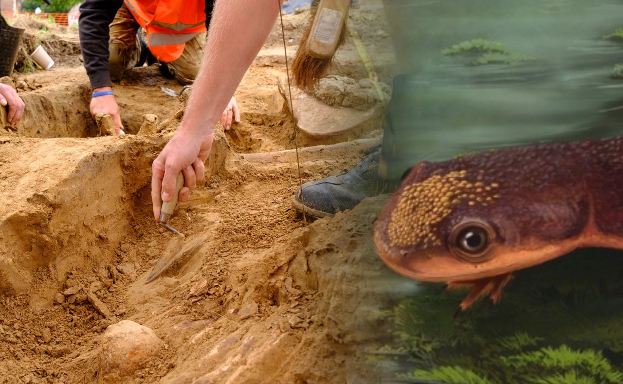 Miniaturowy drapieżnik sprzed 150 mln lat. Odkryto go w Portugalii