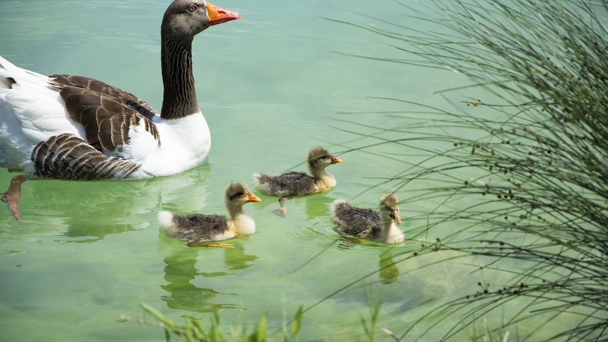 Kaczki. Zdjęcie ilustracyjne