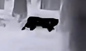 Kolejna puma na wolności? Gmina wydała ostrzeżenia