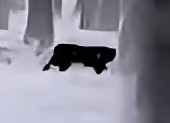 Kolejna puma na wolności. Gmina wydała ostrzeżenia