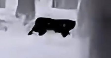 Kolejna puma na wolności? Gmina wydała ostrzeżenia