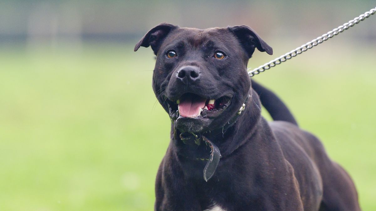 No holding back...
Staffordshire Bull Terrier
dageldog
"Pets, Aggression, Alertness, Animal, Animals And Pets, Black, Chain, Character Traits, Concepts And Ideas, Cute, Danger, Dog, Dogs", Fear, Feelings And Emotions, Field, Grass, Lead, Listening, Mixed-Breed Dog, Pet Collar, Staffordshire Bull Terrier, Standing, Strength, staffy