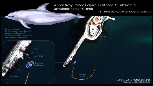 Wyszkolone delfiny chronią bazę rosyjskiej marynarki wojennej