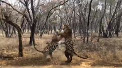 Walka tygrysów. Nagranie ze spotkania drapieżników