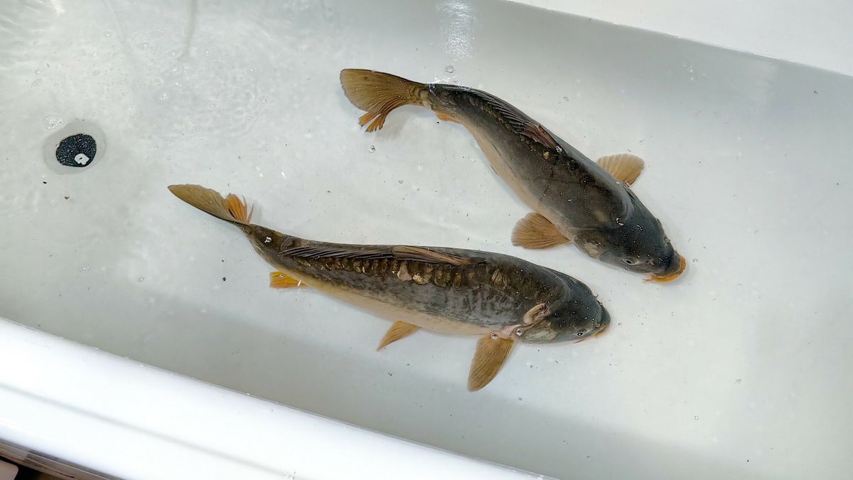 Wigilijne karpie w wannie