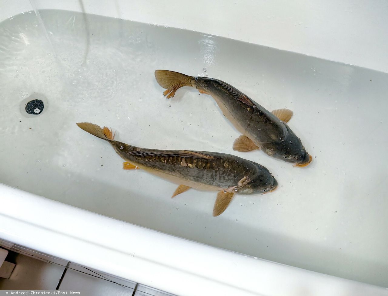 Pozycja karpia nie jest zagrożona. Wciąż króluje na stołach w Wigilię