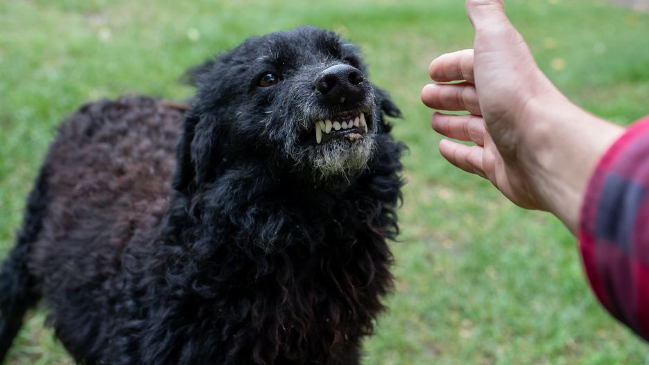 Close up of insecure dog showing teeth to stranger who approaching with hand to animal outsidestranger, showing, black, head, portrait, insecure, outdoor, frighten, protection, savage, scary, fang, bark, hatred, snarling, mammal, biting, violent, aggression, danger, canine, attack, pet, aggressive, guardian, domestic, people, male, hand, barking, furious, animal, teeth, angry, dog
