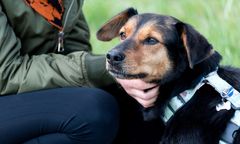 Zwierzęta zmieniają nasze życie na lepsze – Mars Polska wspiera programy adopcyjne, edukacyjne i terapeutyczne