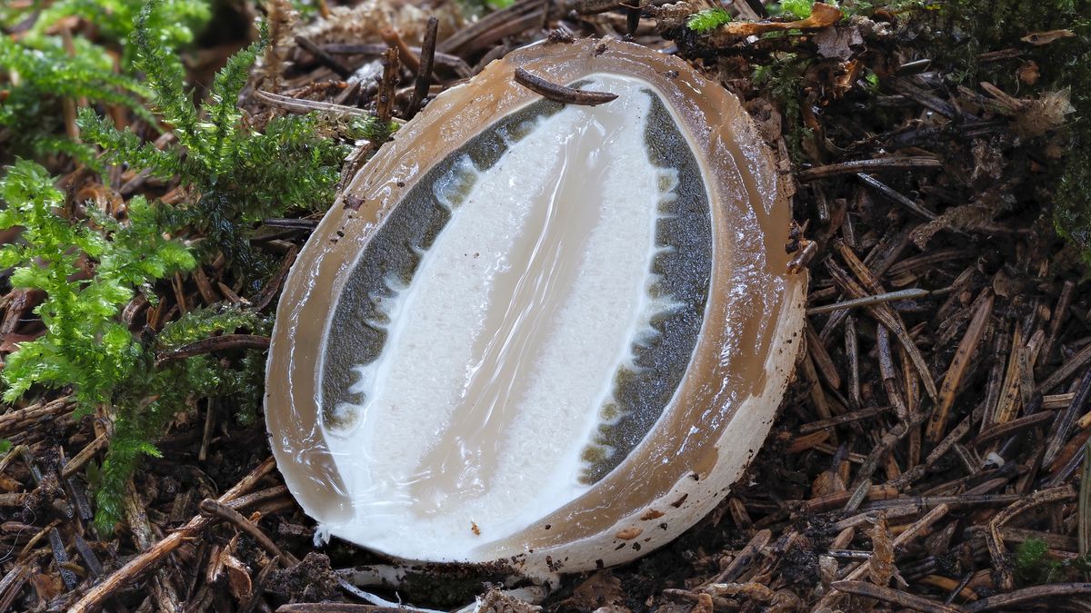 Czarcie jajo można jeść nawet na surowo