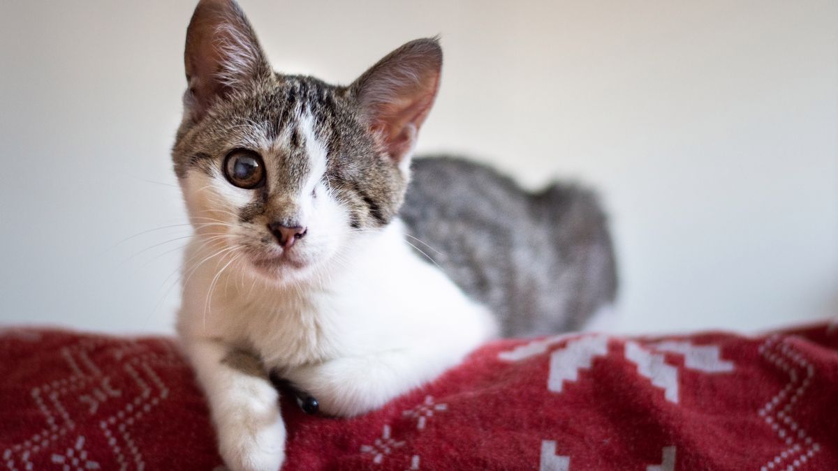 Kotka, która straciła oko, znalazła kochający dom 1