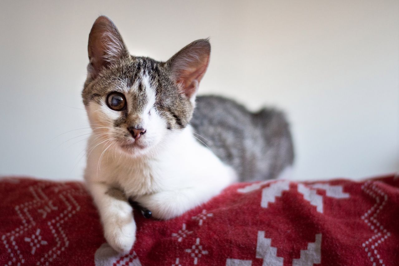 Kotka, która straciła oko, znalazła kochający dom