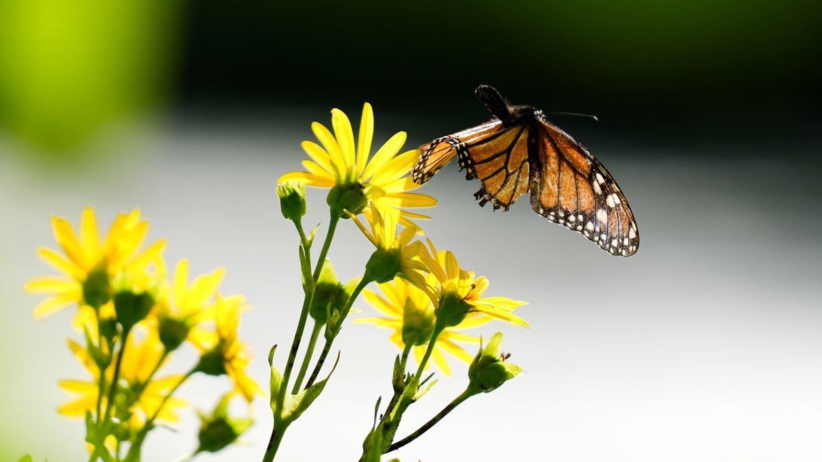 TORONTO, CANADA - AUGUST 27 : A monarch butterfly flies on summer plants at High Park in Toronto, Ontario, Canada on August 27, 2025. (Photo by Mert Alper Dervis/Anadolu via Getty Images)