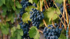 Właściwości winogron