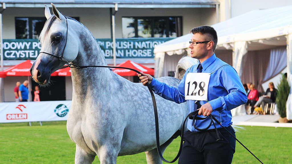 Kończy się sprawa byłego prezesa stadniny koni w Janowie Podlaskim (zdj. ilustracyjne).