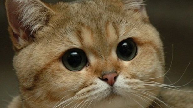 Od Richarda Dawkinsa do chytrej baby i kota paczacza. Skąd wzięły się memy? 1