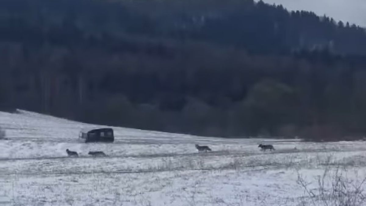 Wilki coraz częstszymi gośćmi w bieszczadzkich lasach