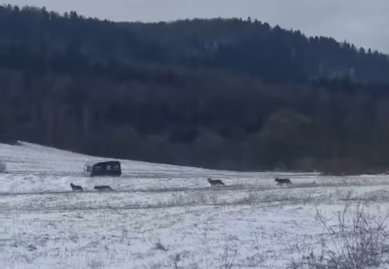 Kamery uchwyciły je na skraju lasu. Niesamowity widok komentują leśnicy
