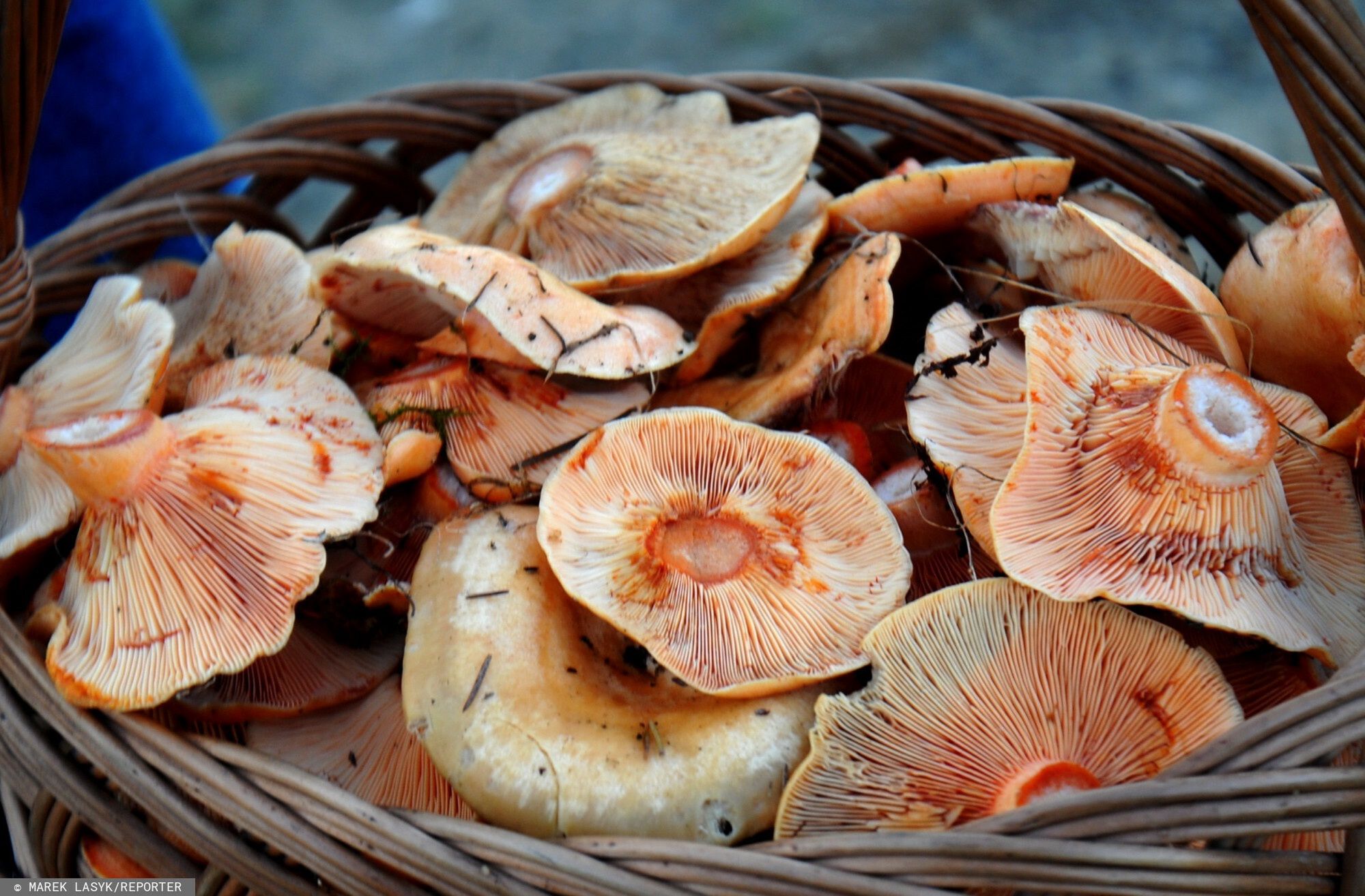 Uwielbiasz rydze? Wiadomo, gdzie ich szukać