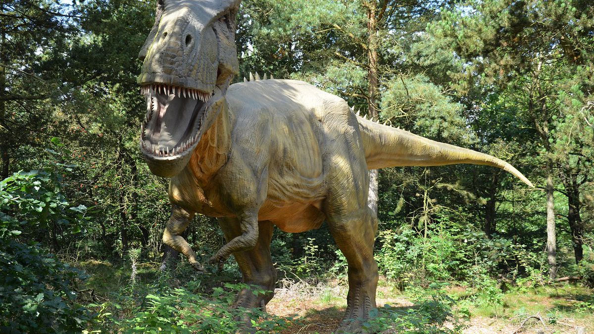 Tyranosaurus rex to trzy gatunki