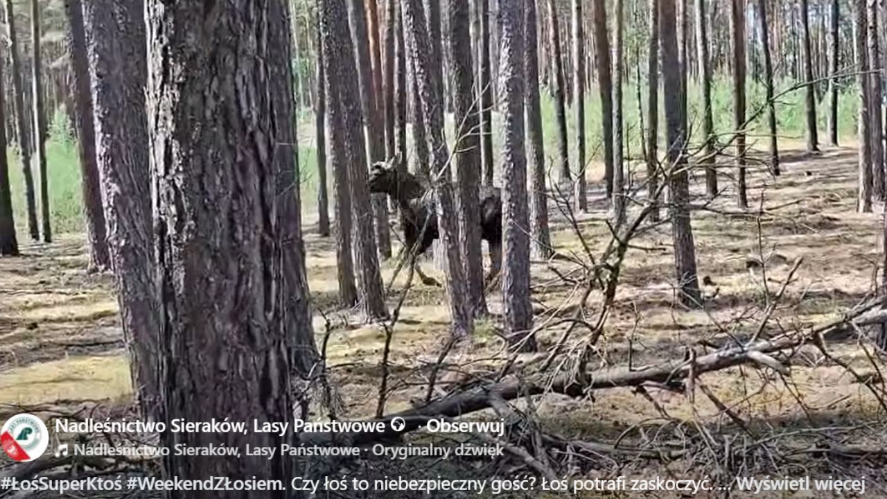 Screen nagrania z Nadleśnictwa Sieraków