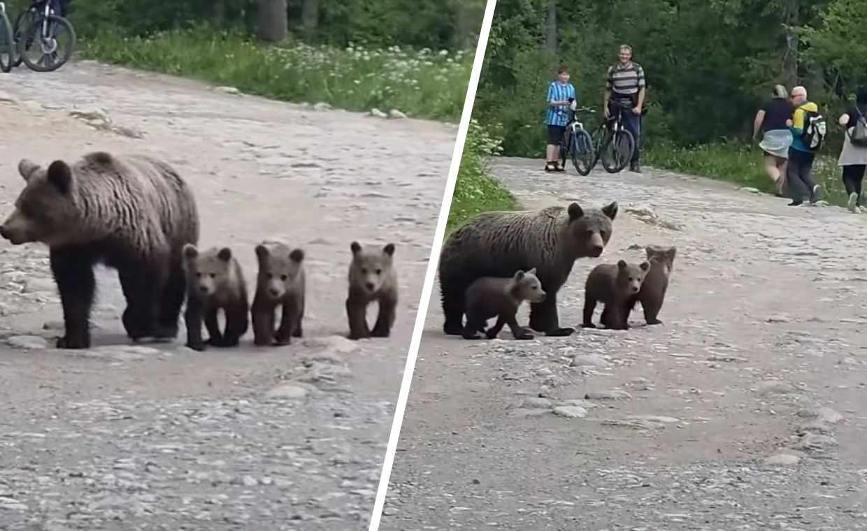 Uwaga turyści! Niedźwiedzica z młodymi w Tatrach