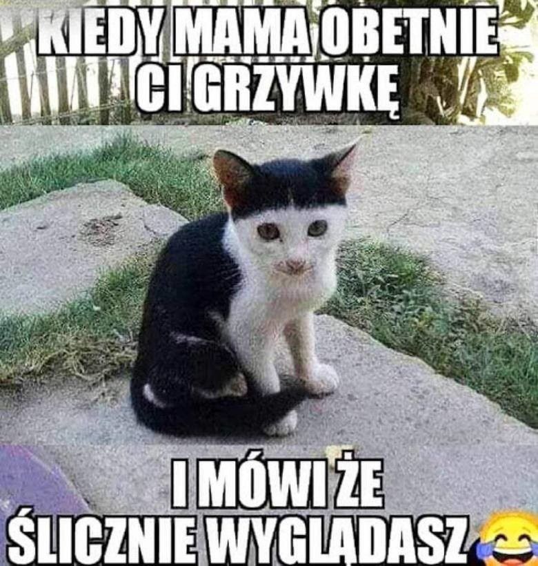 Memy z okazji Dnia Kota