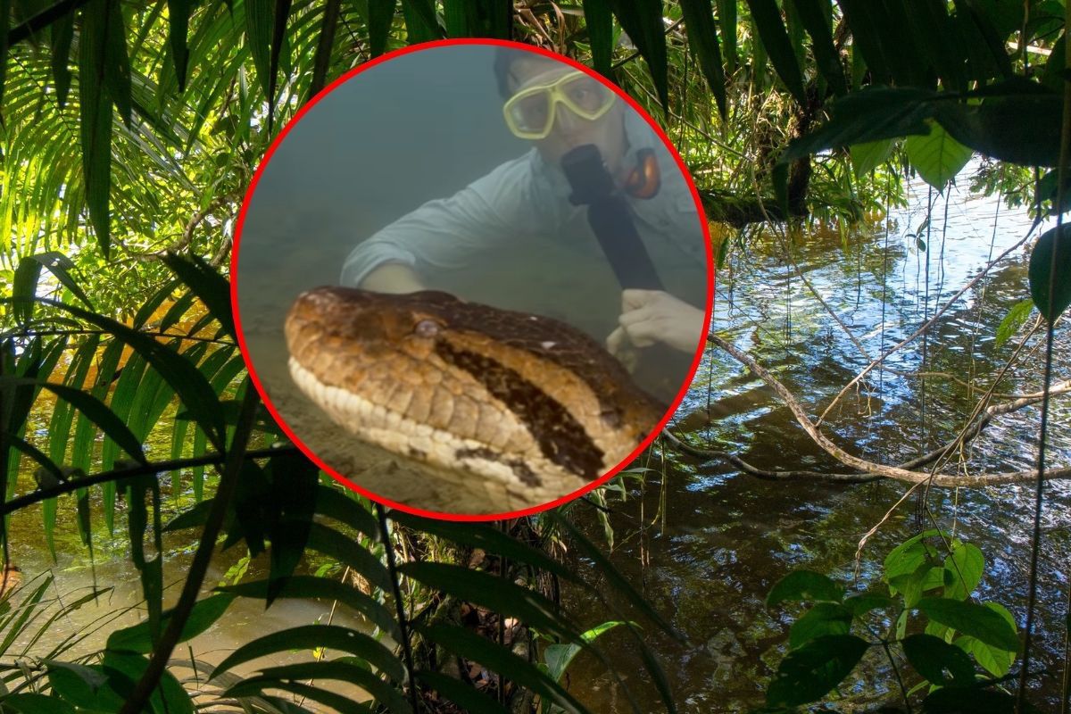 Ma 8 metrów długości i waży prawie 200 kg. Odkryto nowy gatunek węża