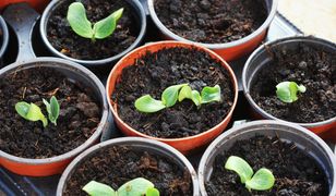 Te warzywa zaczynają rosnąć. Ruszył sezon na wysiewanie