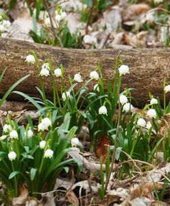 Kiedy nadejdzie wiosna? Nowa prognoza prosto z IMGW na Śnieżce
