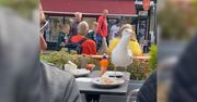 Zabawne nagranie z restauracji. Głodna mewa w akcji
