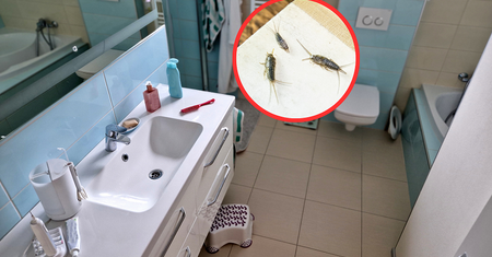 Weź waciki i schowaj pod koszem. Rybiki wyniosą się z twojej łazienki
