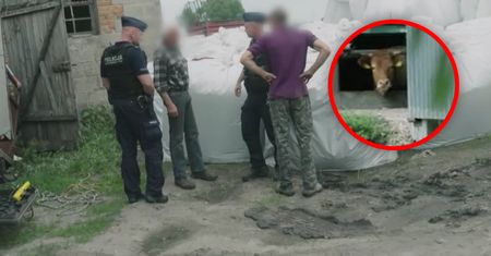 Policyjny spór o krowę. "Chodź pan, to panu pokaże"