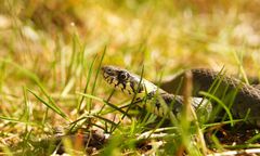 Mówią o pladze. Przybywa węży na Opolszczyźnie