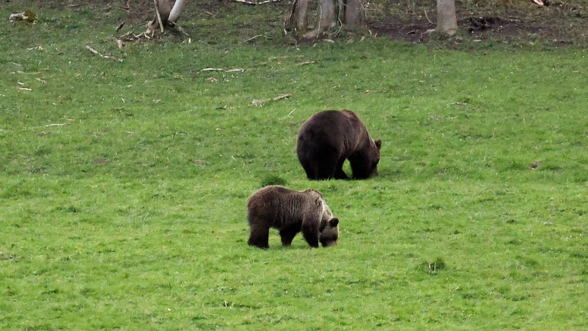 Grzegorz Momot
zwierz�ta, g�ry, kwiecie�, polana, Tatry, wiosna