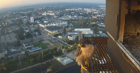 Sokoły z Lublina w niebezpieczeństwie. Obserwatorzy ptaków proszą o czujność mieszkańców