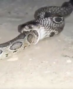 Kobra pożarła całego pytona birmańskiego. Wideo świadka